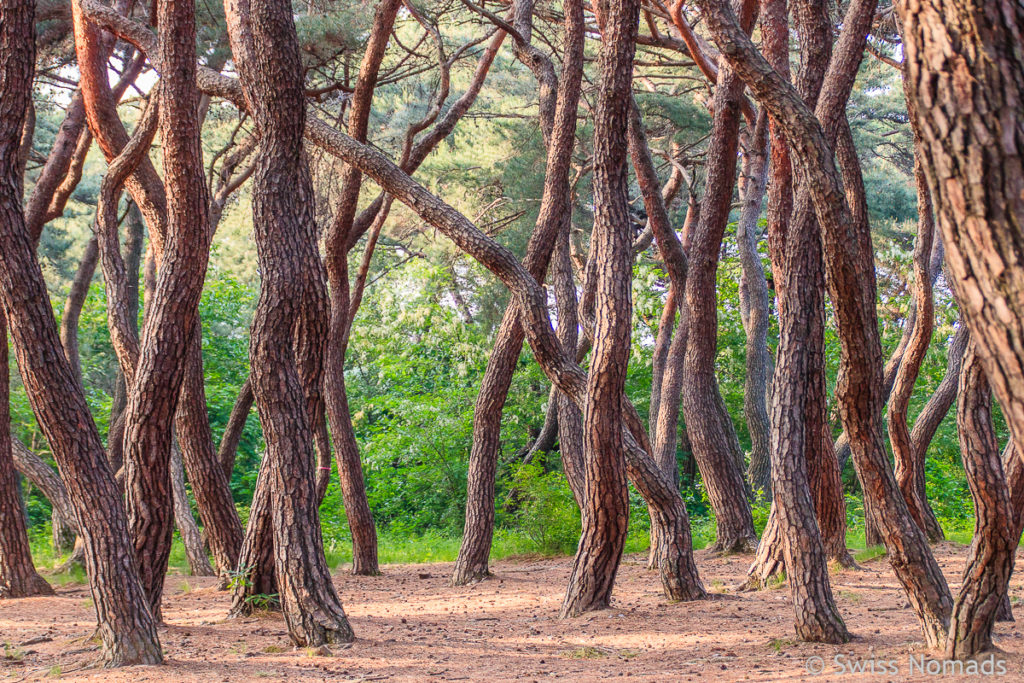 Der Gyeongju Nationalpark ist eine Sehenswürdigkeit in Südkorea