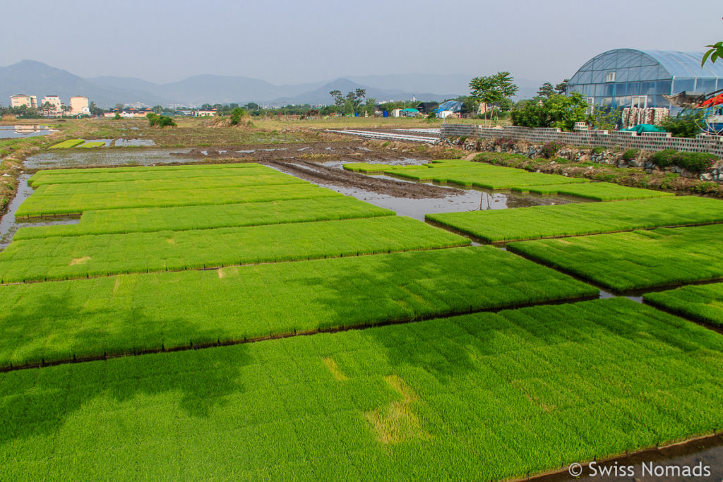 Reissetzlinge in einem Reisfeld in Gyeongju