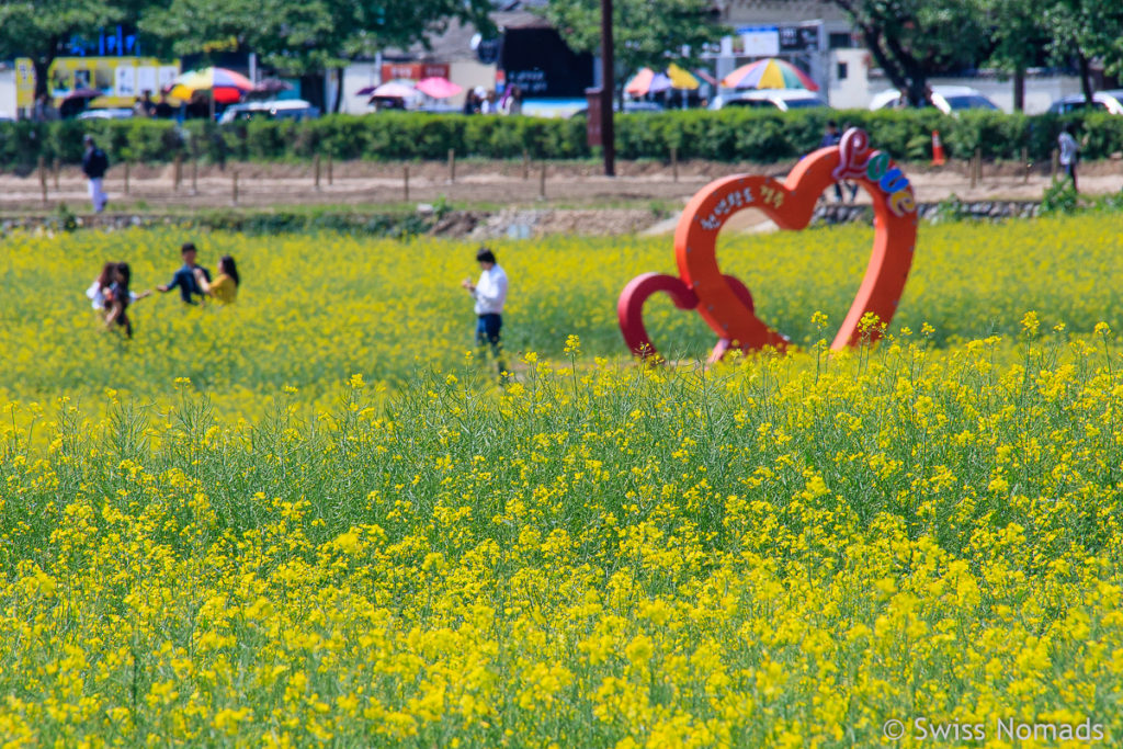 Ein Rapsfeld in Gyeongju lockt Besucher an