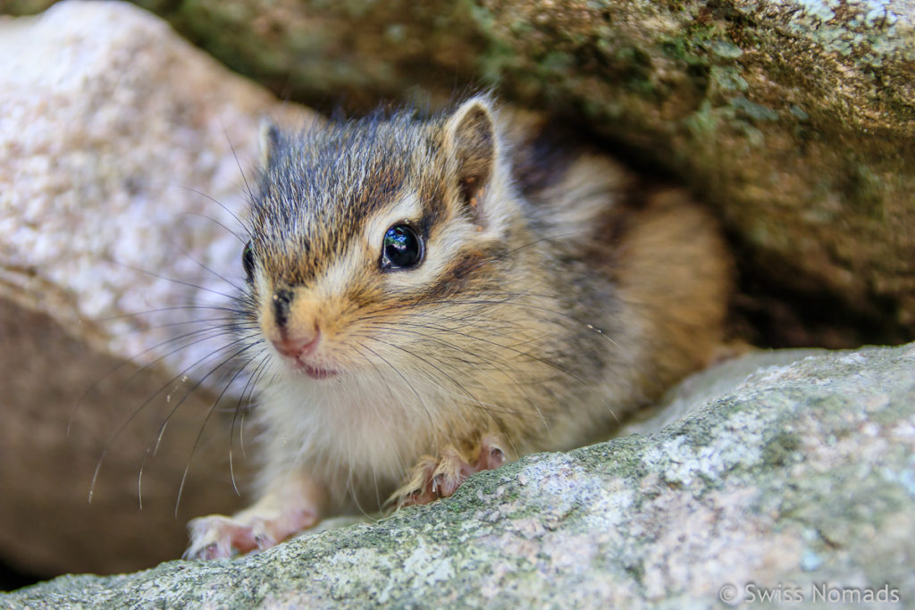 Streifenhörnchen auf dem Weg zum Seokguram Tempel