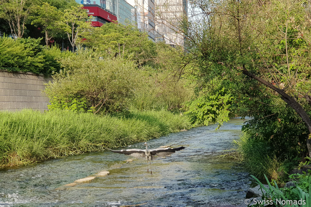 Cheonggyecheon in Seoul in Südkorea