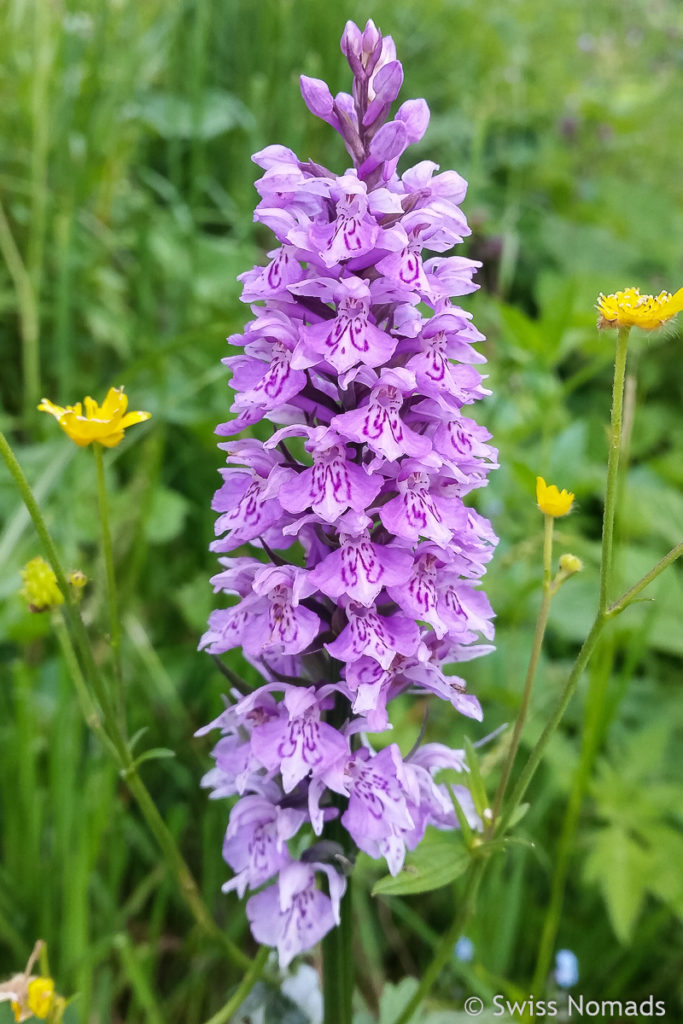 Alpenblumen entlang der Wanderung auf den Chäserrugg