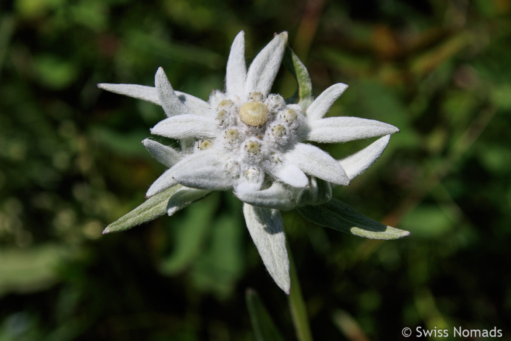 Edelweiss in der Mongolei