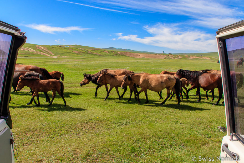 Unsere ersten Eindrücke aus der Mongolei Pferde