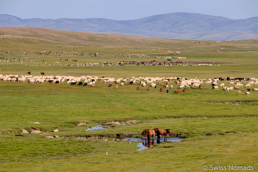 Unsere ersten Eindrücke aus der Mongolei Tierherden