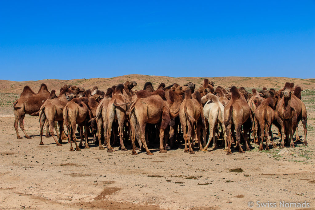 Kamele in der Gobi Wüste in der Mongolei