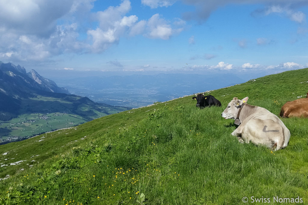 Kuhweide auf der Wanderung zum Chäserrugg