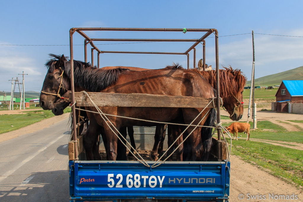 Pferdetransport in der Mongolei