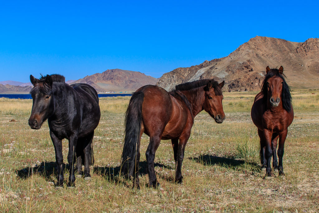 Pferde im Altai Gebirge in der Mongolei