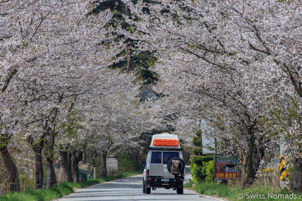 Jahresrückblick 2018 Kirschblüte in Südkorea