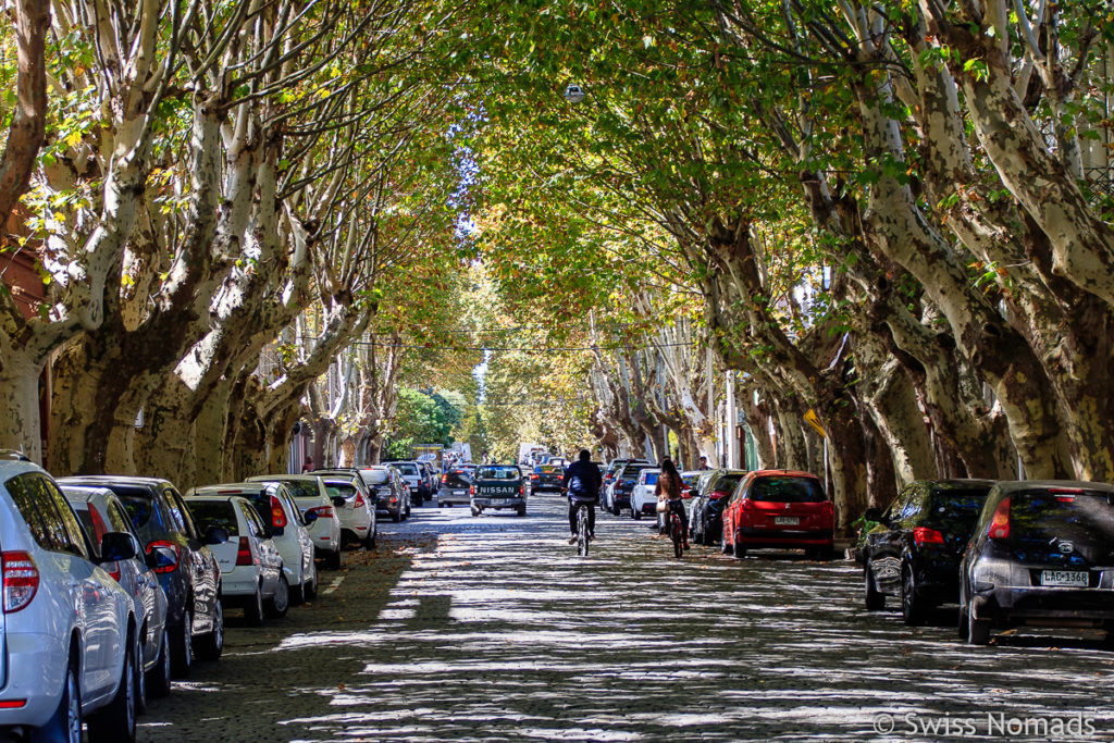 Colonia del Sacramento Baumallee