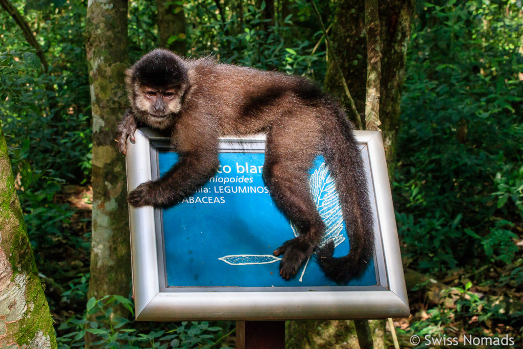 Affe Iguazu Nationalpark Argentinien