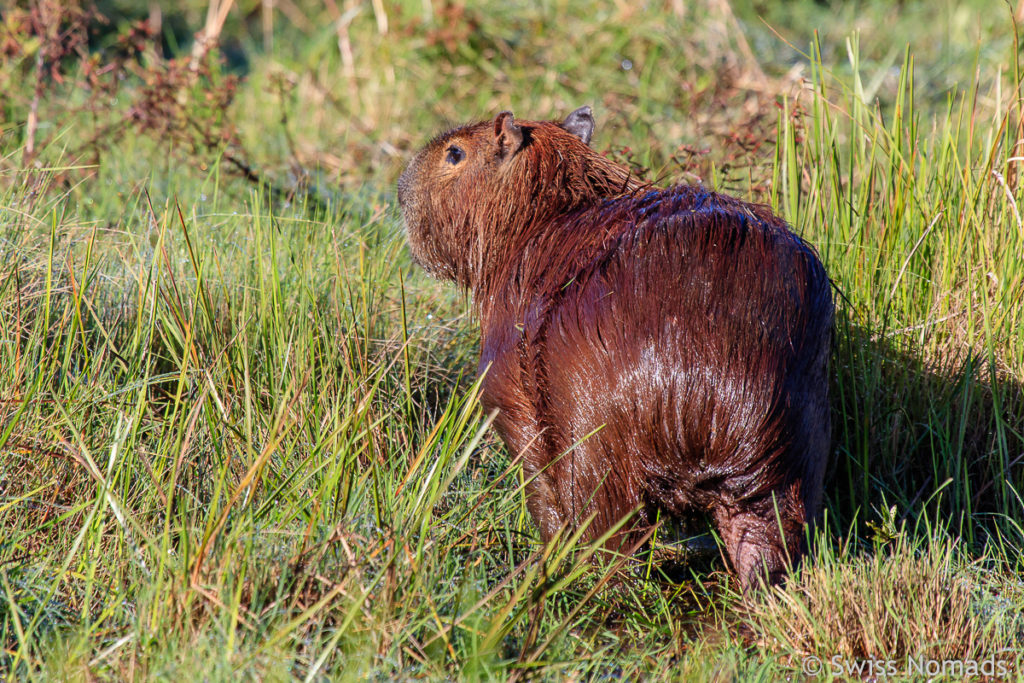 Capybara Colonia Pellegrini