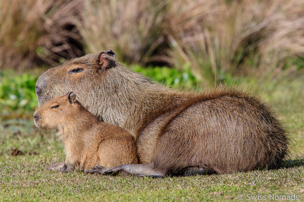Capybara Familie Ibera