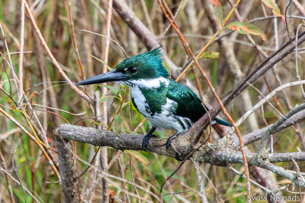 Eisvogel Ibera Bootstour