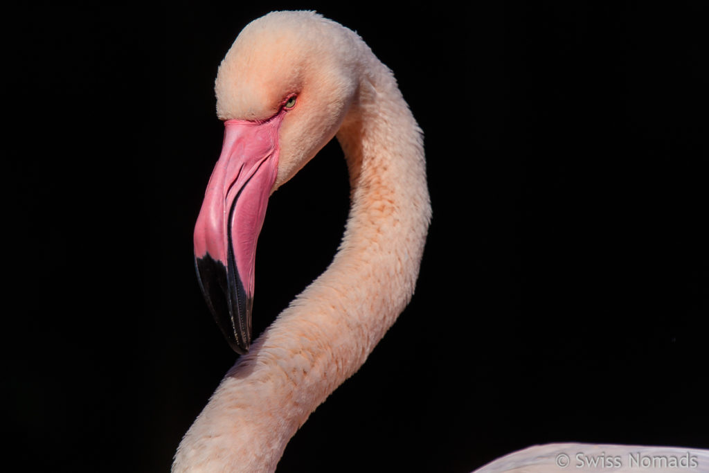 Flamingo Brasilien