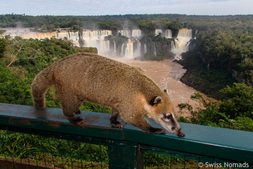 Nasenbär Iguazu Wasserfälle
