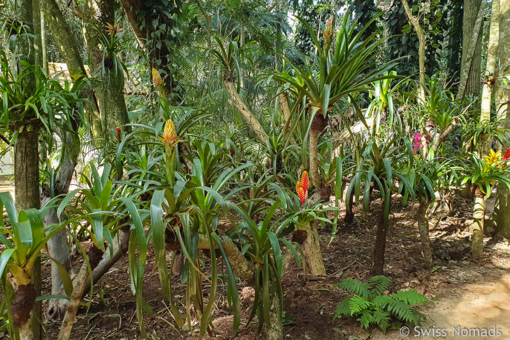 Garten Parque das Aves Brasilien