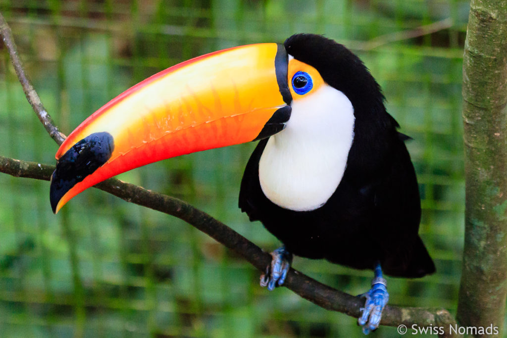 Tukan Parque das Aves Brasilien