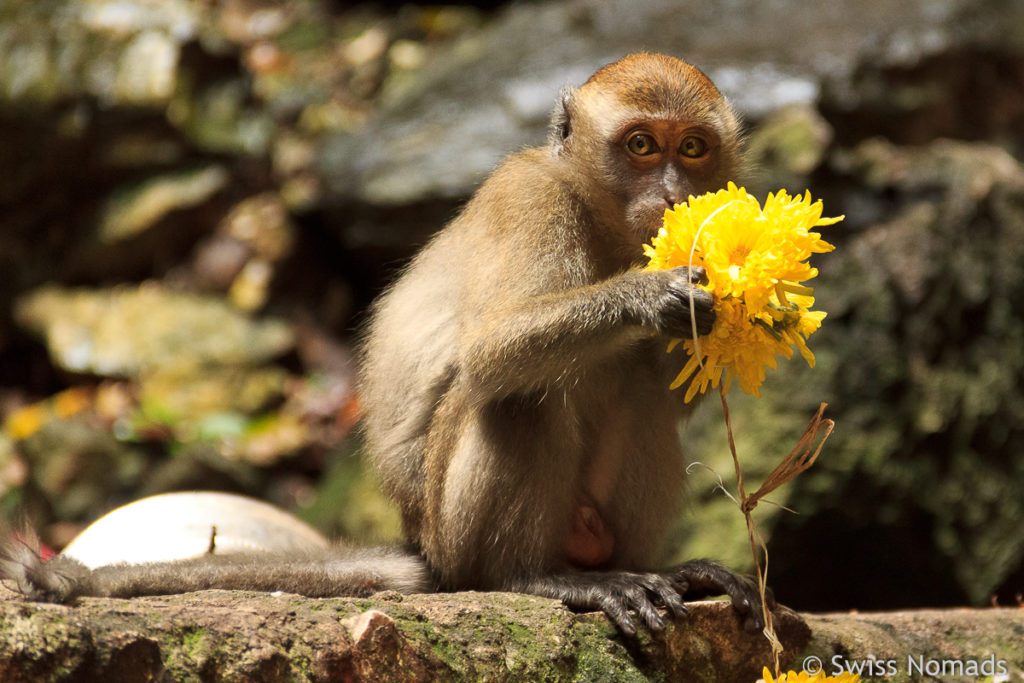 Affe bei den Batu Caves