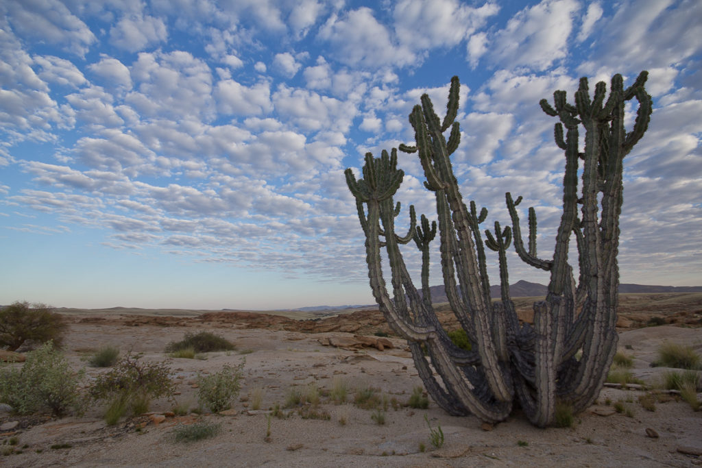 Blutkuppe mit Kaktus in Namibia