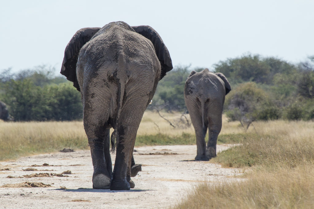 Elefanten im Etosha Nationalpark 
