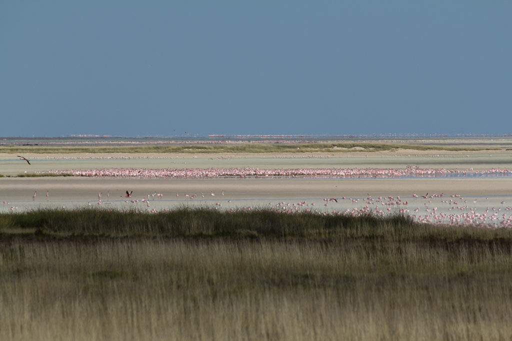 Flamingos