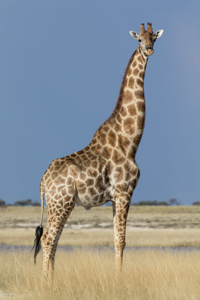 Giraffe