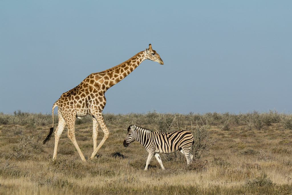 Giraffe und Zebra