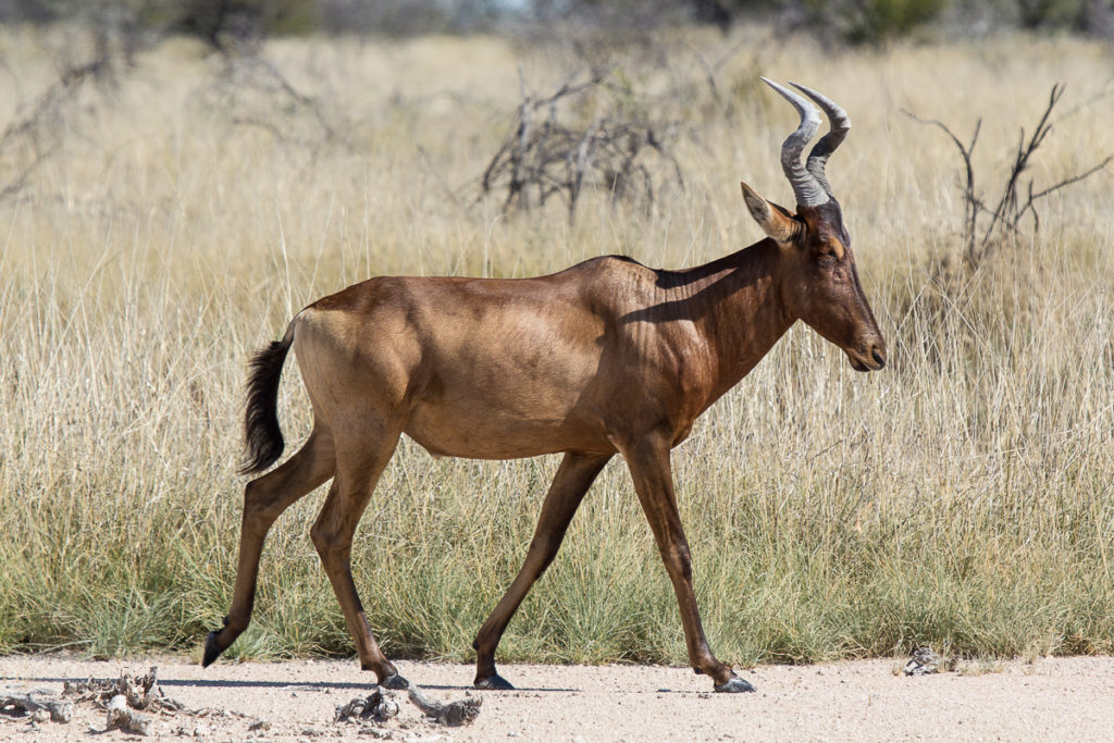 Kuh Antilope