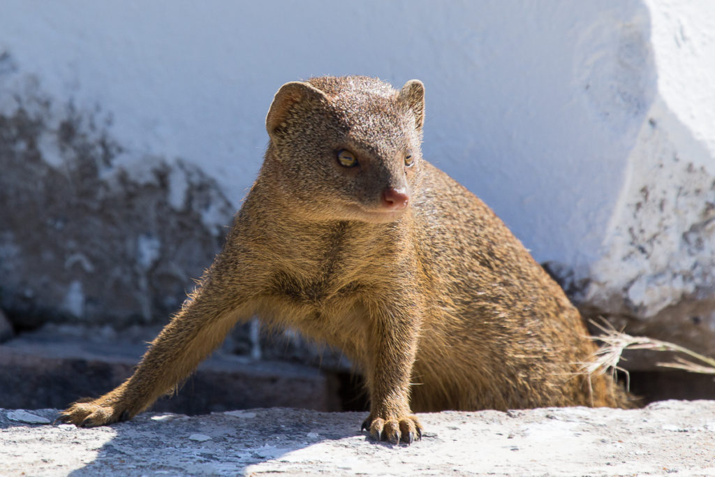 Manguste im Etosha Nationalpark