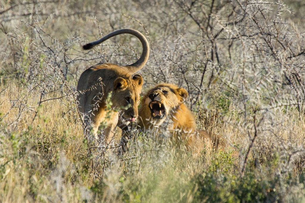 Löwen Paar im Etosha Nationalpark