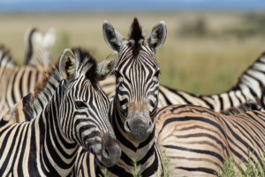 Read more about the article Der Etosha Nationalpark in Namibia bietet eine wundervolle Tierwelt