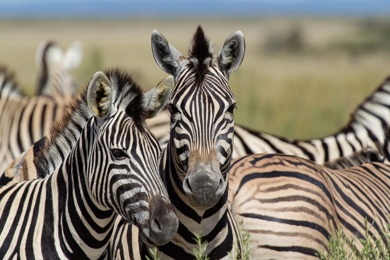Tiere im Etosha Nationalpark Namibia