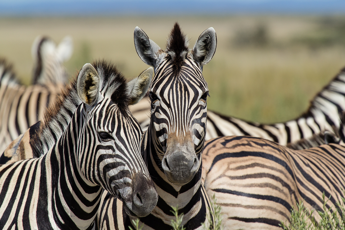You are currently viewing Der Etosha Nationalpark in Namibia bietet eine wundervolle Tierwelt