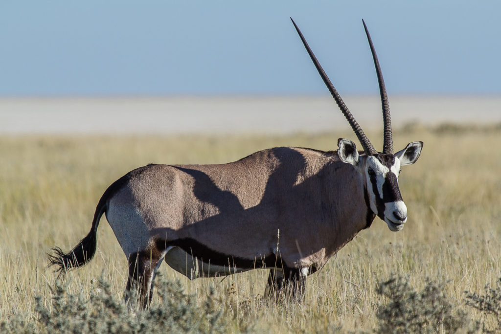 Spiessbock im Etosha Nationalpark