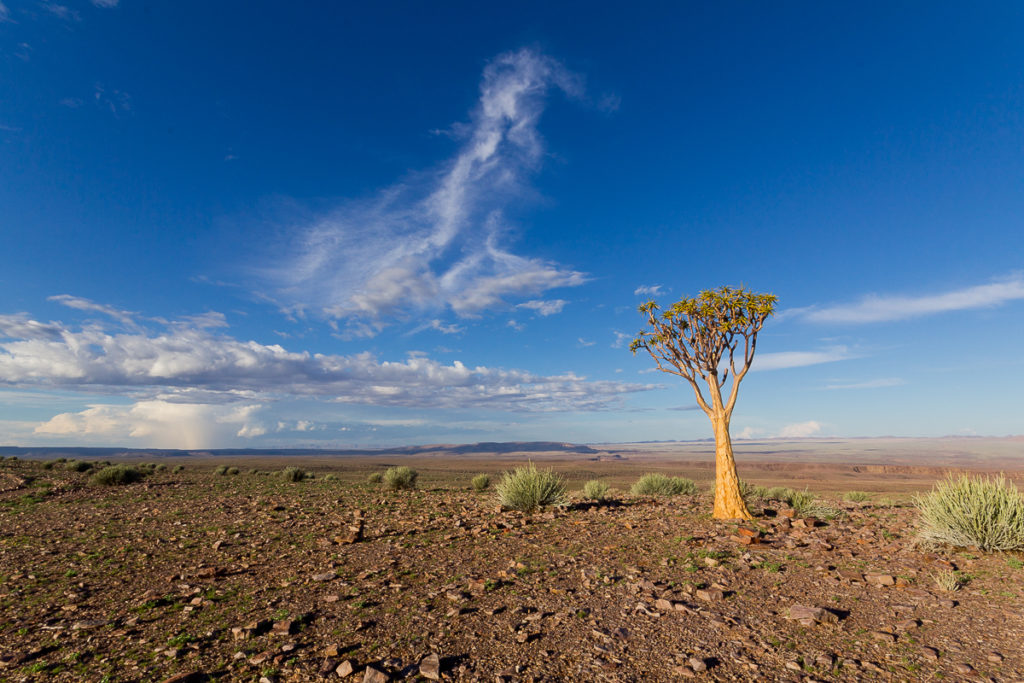 Köcherbaum am Fish River Canyon