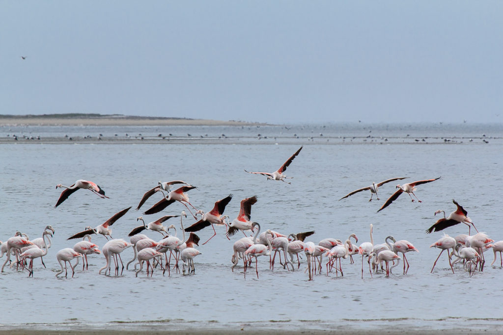 Flamingos in Namibias Norden