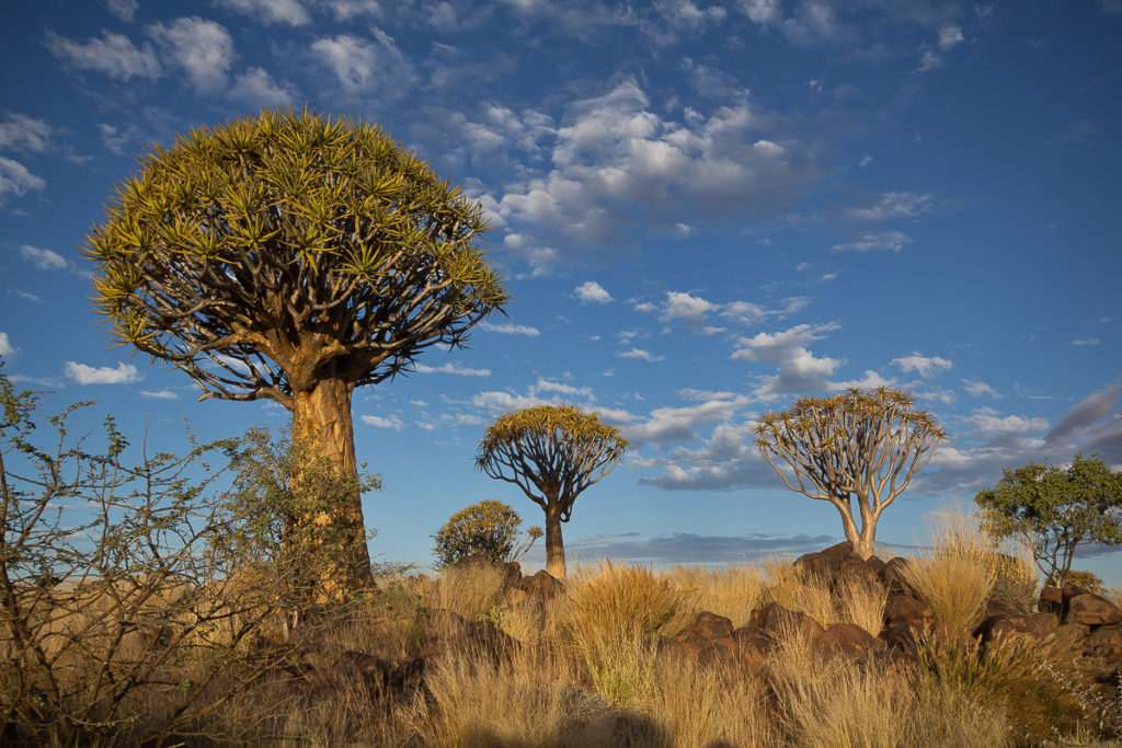 Köcherbaum Wald Namibia