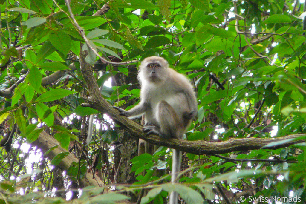 Makake Affe in Malaysia