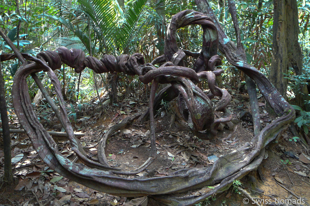 Urwald Taman Negara