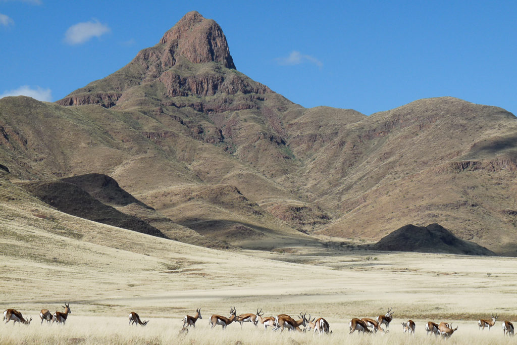 Springböcke in der Landschaft auf Namibia Raodtrip