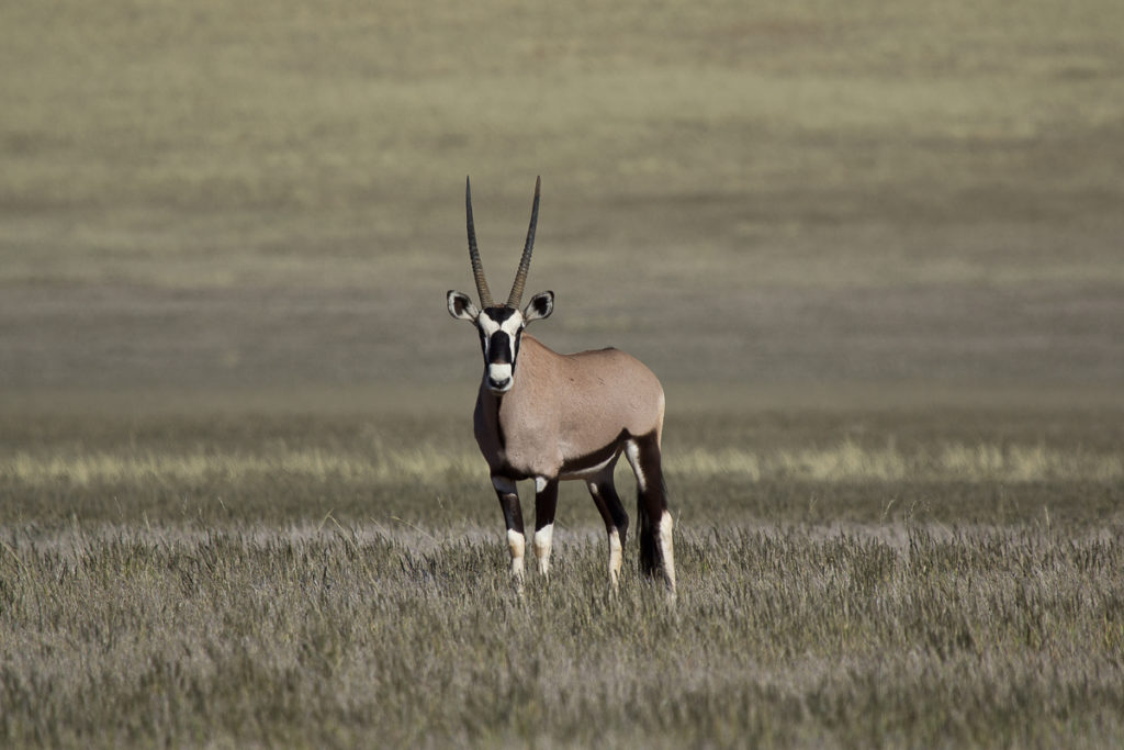 Oryx Antilope in Namibias Süden