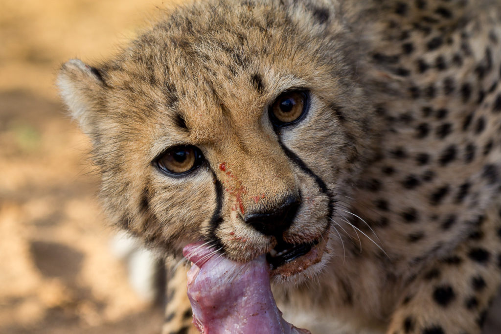 Gepard beim Fressen