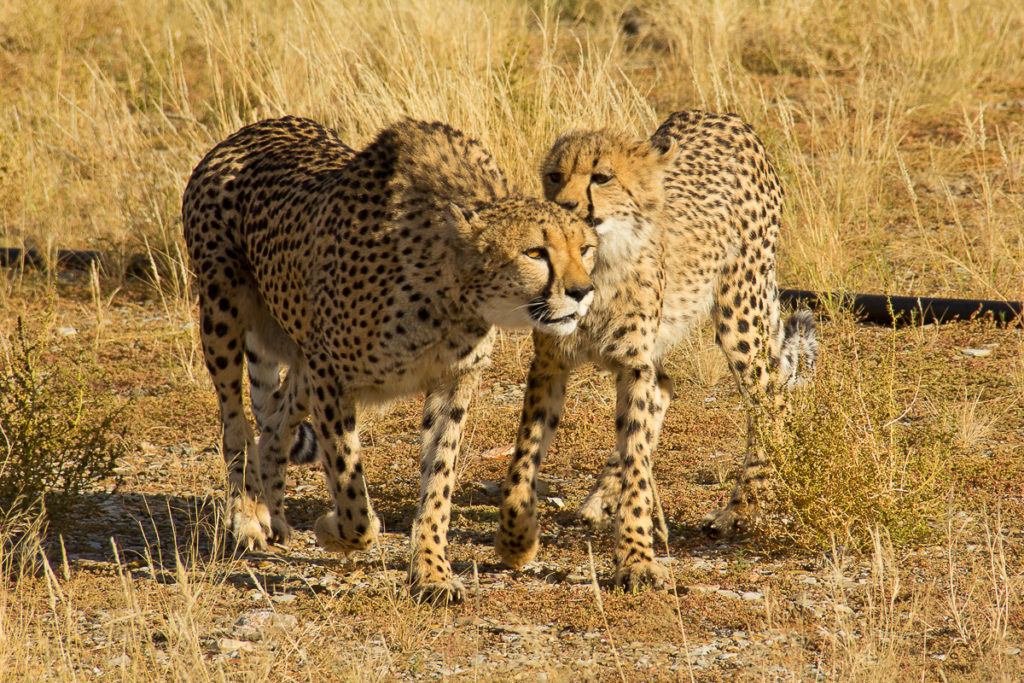 Geparde im Süden von Namibia