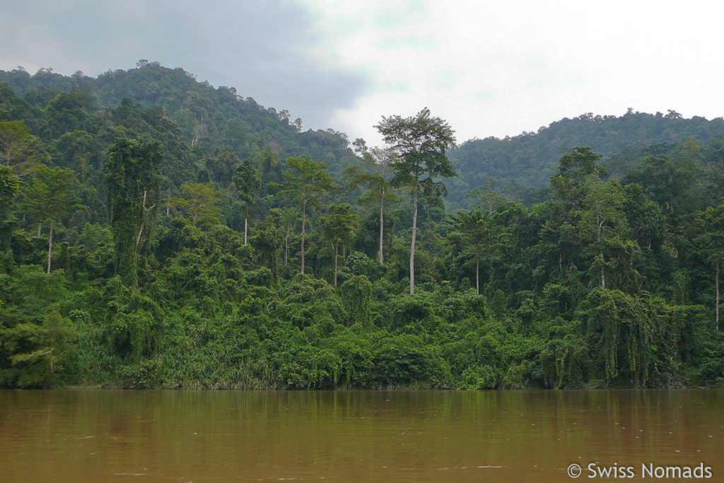 Urwald Taman Negara 