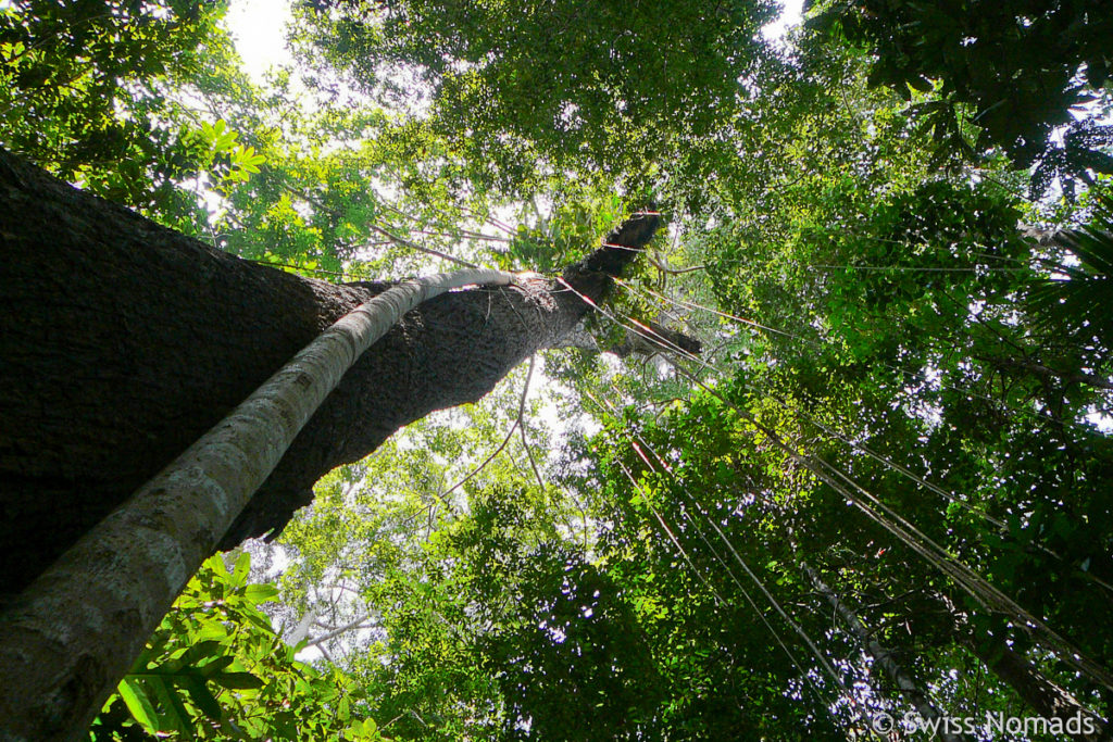 Urwald Taman Negara