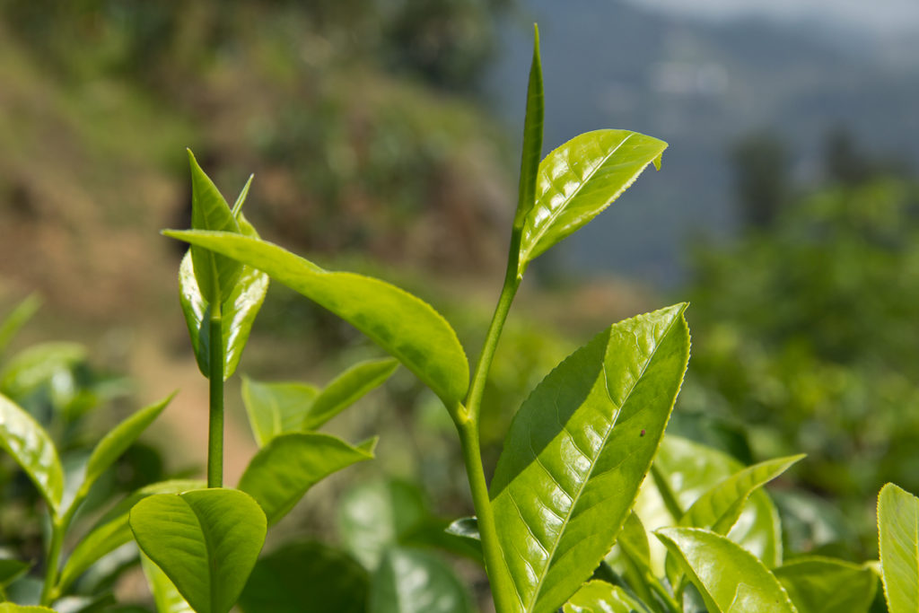 Teepflanze Ella Sri Lanka