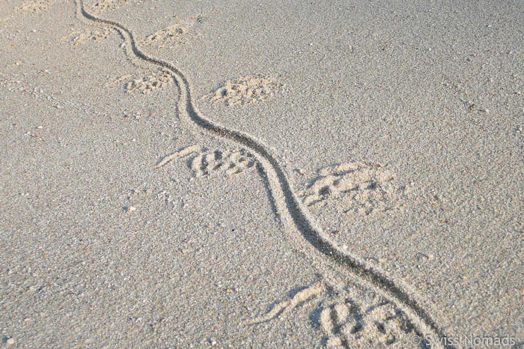 Waran Spur im Sand