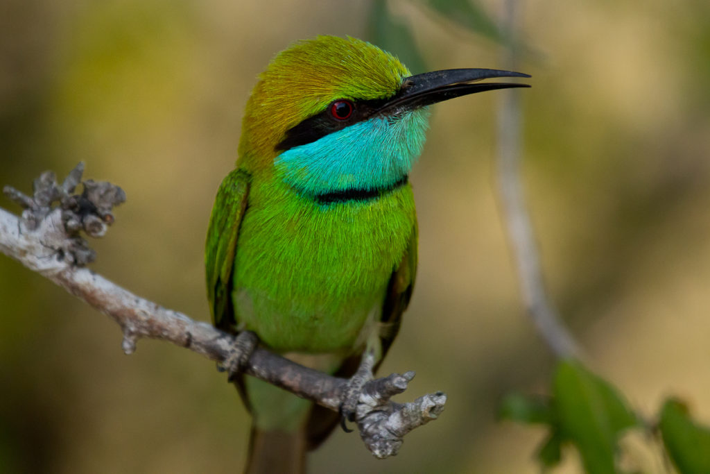 Bienenfresser im Yala Nationalpark in Sri Lanka